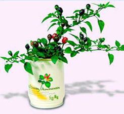 Can Plant Capsicum